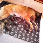 Roxy und Ihre Welpen